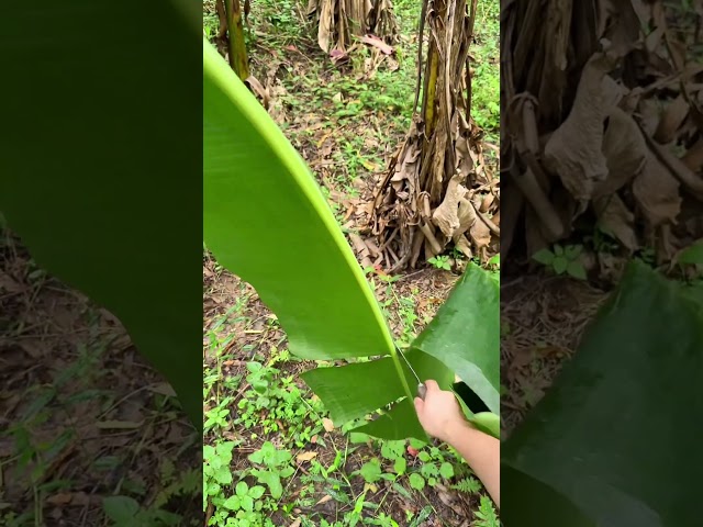 Bananas Leaf Cutting #shorts #youtubeshorts #agriculture #farming