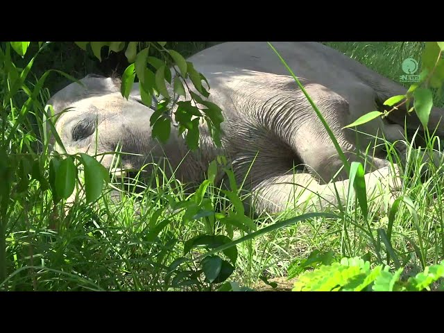 Elephant Kaavan First Time Sleep In The Jungle - ElephantNews