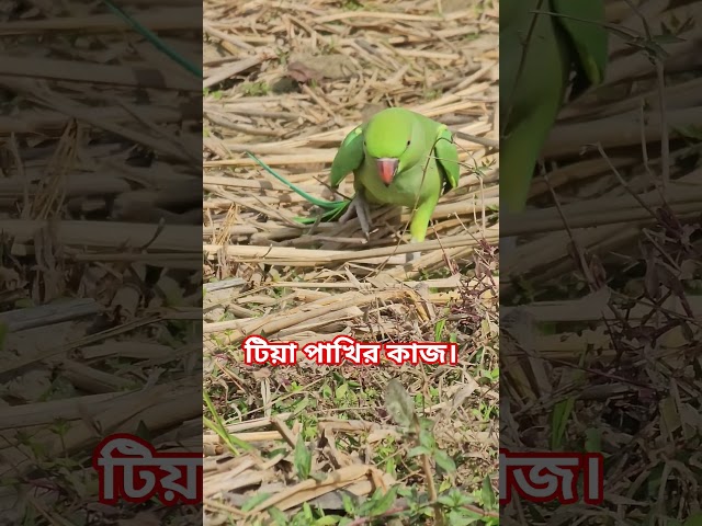 টিয়া পাখির কাজ।