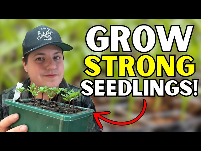 STOP Killing Your Seedlings! 6 Seed Starting Mistakes to Avoid!