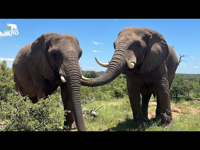 Sebakwe and Setombe: A Special Connection 🐘💚