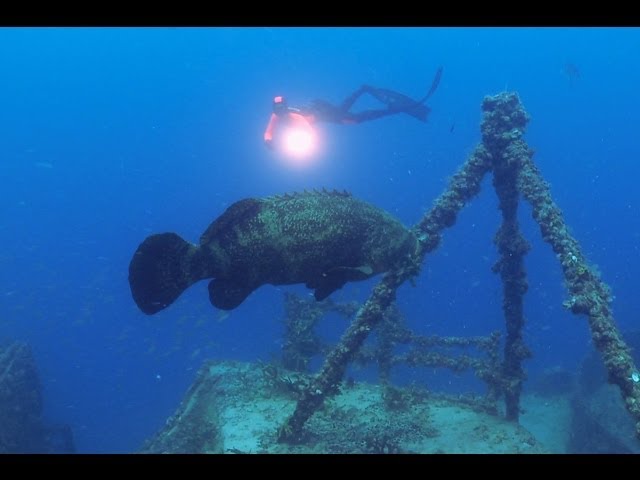 Freediving the Spiegel Grove - The Amazing Dives of the World - Wrecks