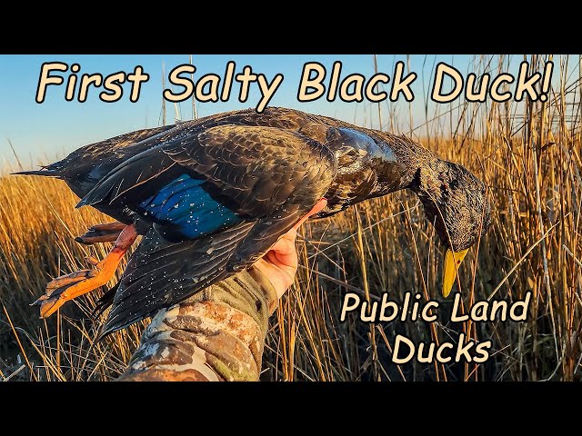 Salty Black Duck, Public Land Chesapeake Bay Duck Hunting