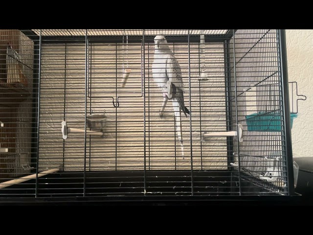 Relaxing Parrot in a Cage