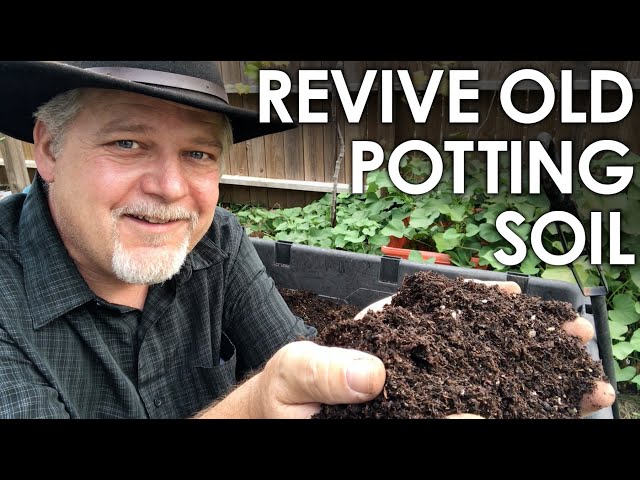 How To Re-Use Old Potting Soil - 4 Methods for Recycling || Black Gumbo