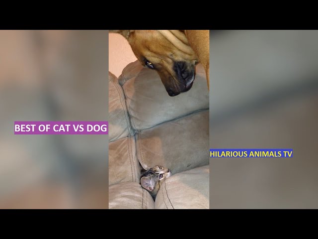 🐱 Cute Is Not Enough Funny Cats And Dogs Fight Compilation 🐶  | Hilarious Animals