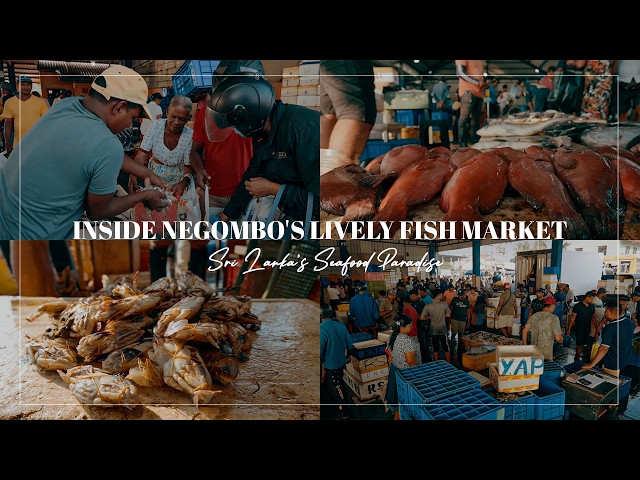 Negombo Fish Market: Sri Lanka’s Most Vibrant Seafood Experience!