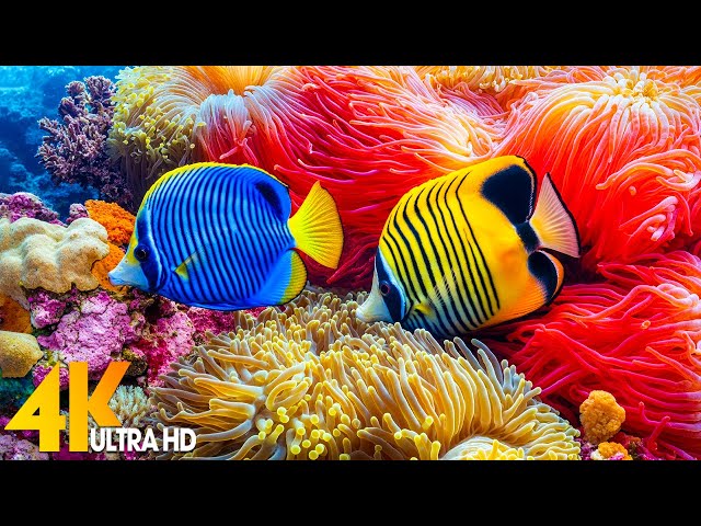 Under Red Sea 4K - Beautiful Coral Reef Fish, Relaxing Sleep Meditation Music - 4K Video UHD