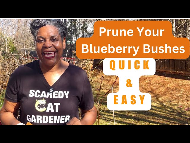 How to Prune a Blueberry Bush for a Larger Harvest! (Quick and Easy)