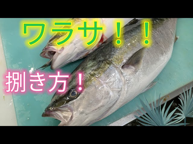 [魚の捌き方]ワラサ捌き方！