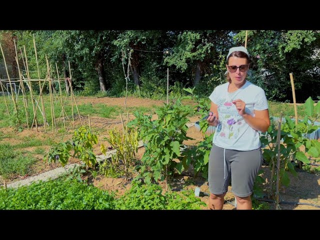 A Day in Italian Farming Field I Village life of Italy I Farming in Italy I Agriculture in Italy