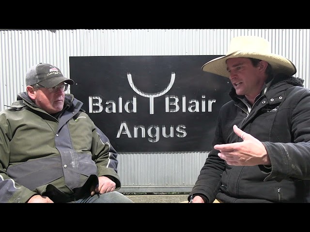 Bald Blair Angus 2023 Bull Sale Review