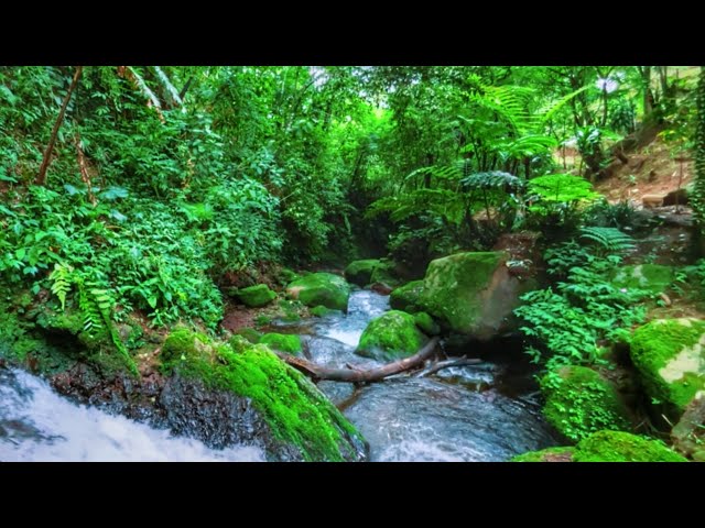 Calming Stream Sounds and Birds Chirping in Nature to Relax Your Mind, Body, and Soul