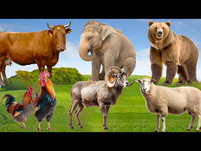 Cute Little Animals: Goat, Bear, Cow, Chicken, Elephant, Sheep - Animal Sounds