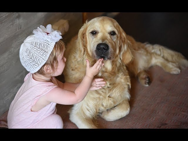 The Most ORGANIZED Golden Retriever | Cute Golden Retriever