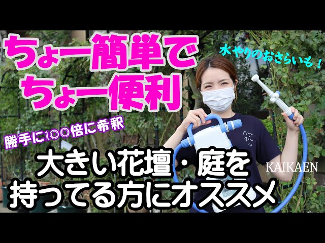 水やり　肥料　250倍に希釈　簡単　薄める【おうちでガーデニング】開花園チャンネル