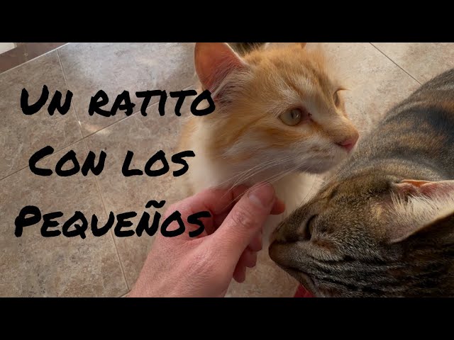 Un ratito con los pequeños #dog #cat #vetturinos #shortsfeed #gatos #veterinarioenaccion #shortvideo