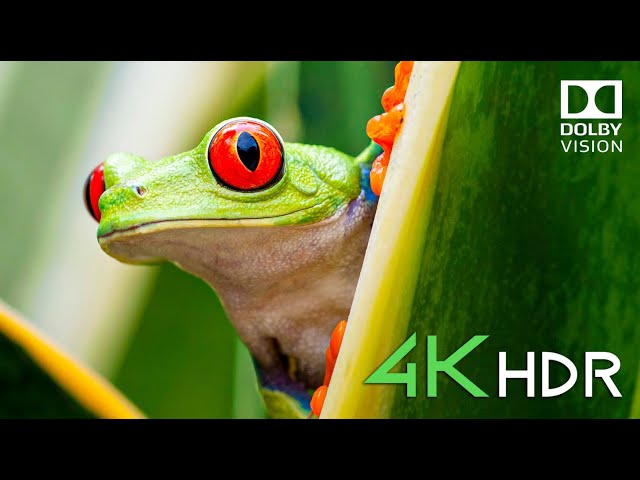 Ultimate Wild Animal 4K HDR Relaxation: Nature Soundscapes for Sleep (Dolby Vision)