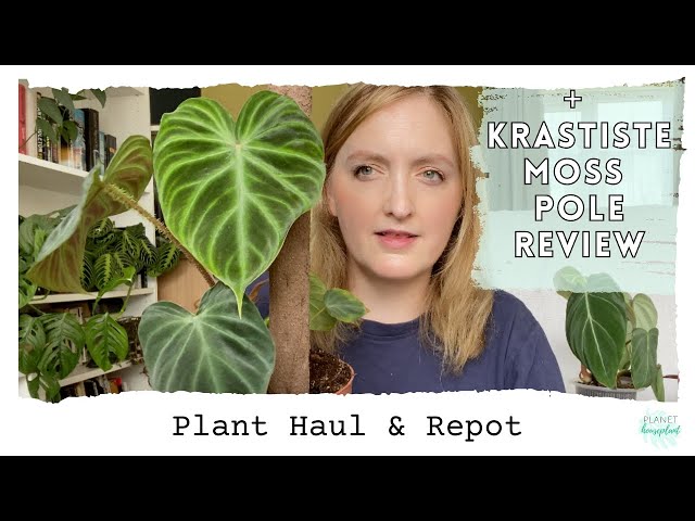 Plant Haul, Repot, and Kratiste Pole Review