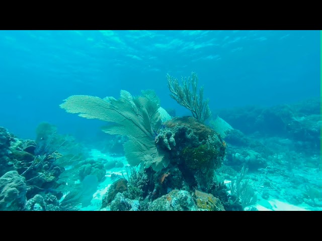 Swim through the coral sanctuary of Cordelia Banks, Honduras, in VR180