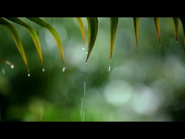 Relaxing Music & Rain Sounds - Beautiful Piano Music, Background Music, Sleep Music • You & Me