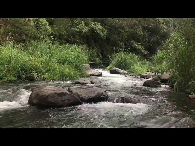 Peaceful River Ambience Relaxing Nature Sounds for Calm & Focus