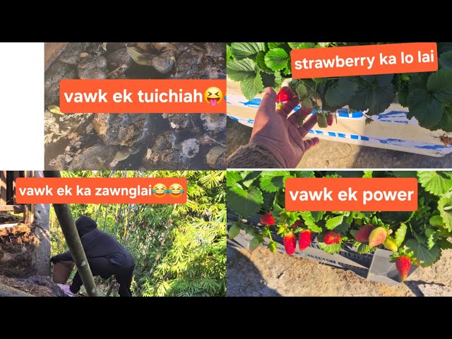 Vawk ek hmanna/hmandan leh thatna hrang hrangte,leh strawberry nei tana chanchintha🍓🍓