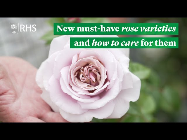 New must-have rose varieties and how to care for them | The RHS