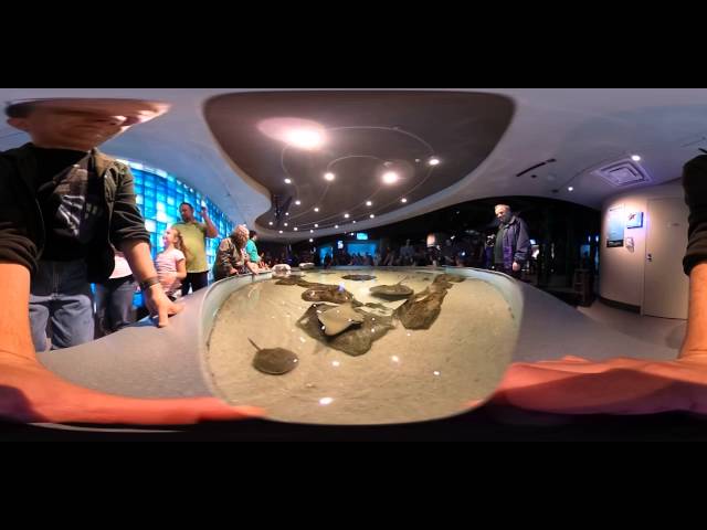 Hands-on Tank in 360° from the Toledo Zoo Aquarium