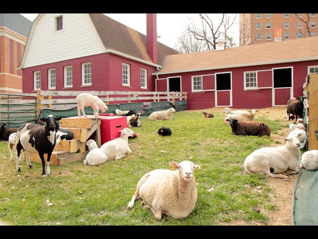 Sheep grazing outside the sheep barn