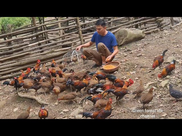 Cook a wild chicken after a tiring day of work. Robert | Green forest life