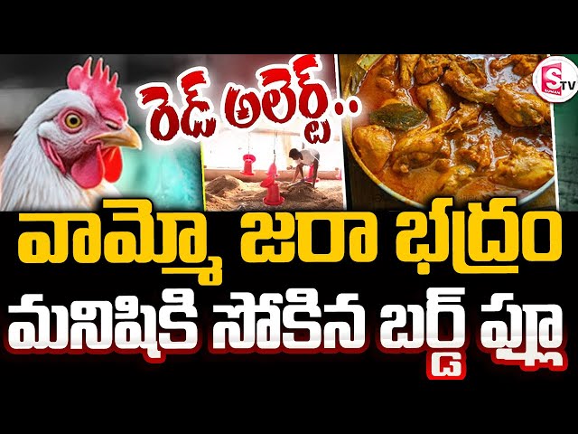 మనిషికి సోకిన బర్డ్ ఫ్లూ🔴LIVE: High Alert Over Bird Flu In Telugu States | Today Latest News Updates