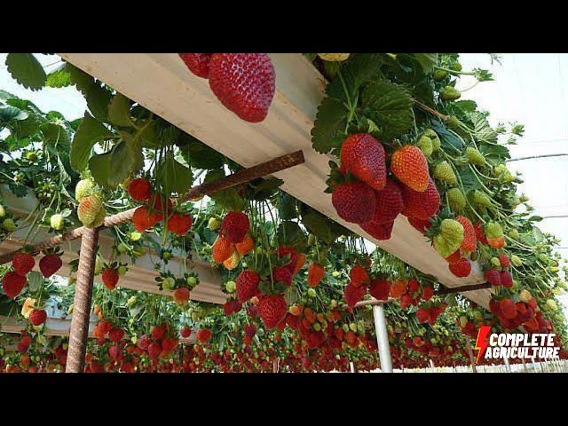 Modern Strawberry Farming Harvesting strawberry Processing in strawberry Factory #strawberryfarming