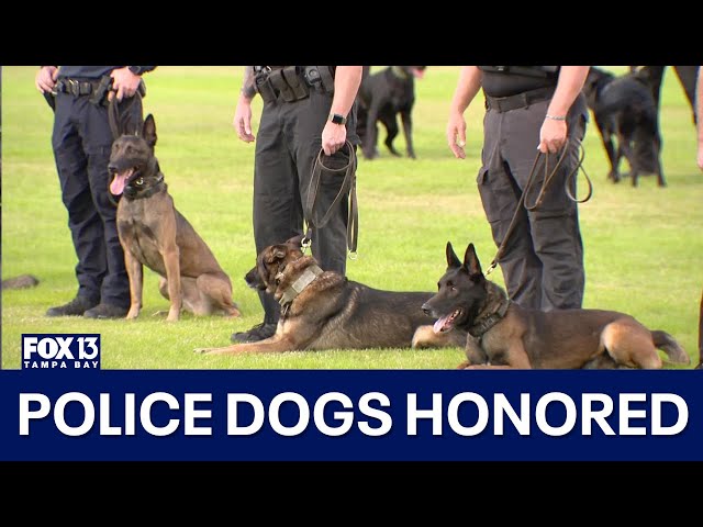 Florida K9s honored as police dogs get to showcase their skills