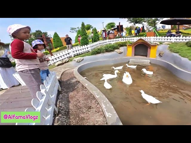 LET'S FEED THE DUCKS, WHITE SWANS AND CUTE DOVE | CEPOGO CHEESE PARK | DUCK FEEDING VIDEOS