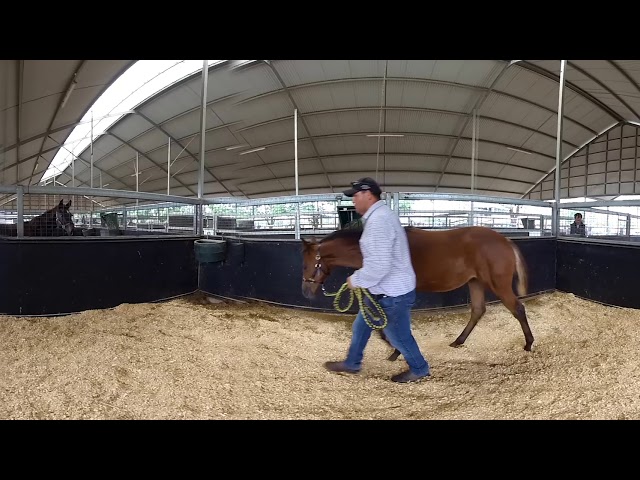 PFP Arrowfield YearlingSale MASTER FINAL SAT injected