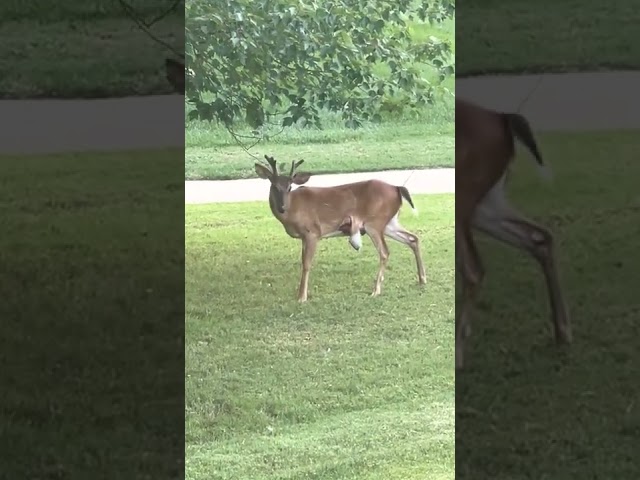 Something Weird Happening with This Deer || ViralHog