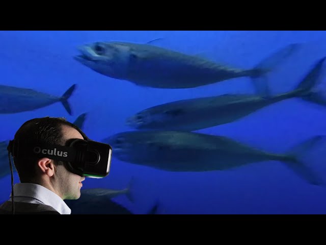 Swimming Mackerel School in VR180 3D 4K at Monterey Bay Aquarium, California USA