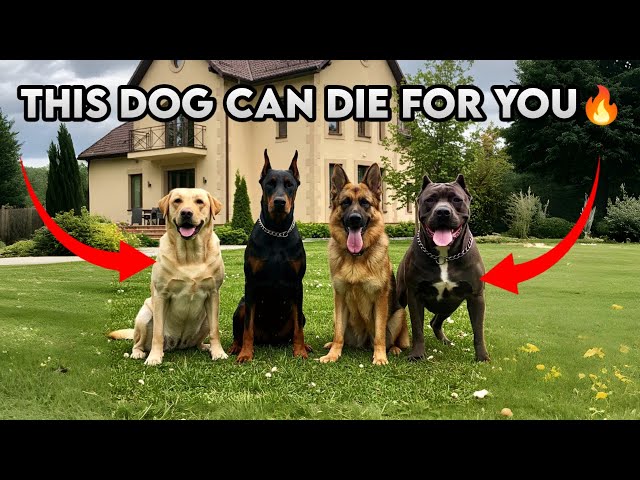 10 Dog Are More Loyal Than Your Friend 2025