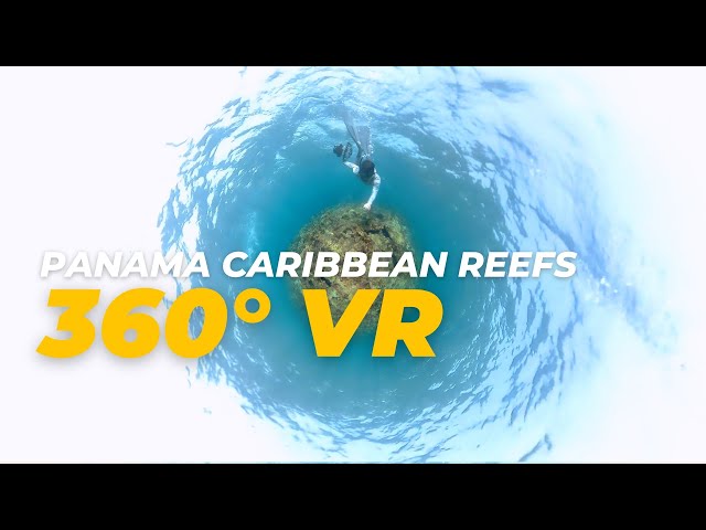 Exploring Hidden Secrets of VR 360 Panamanian Caribbean Reef