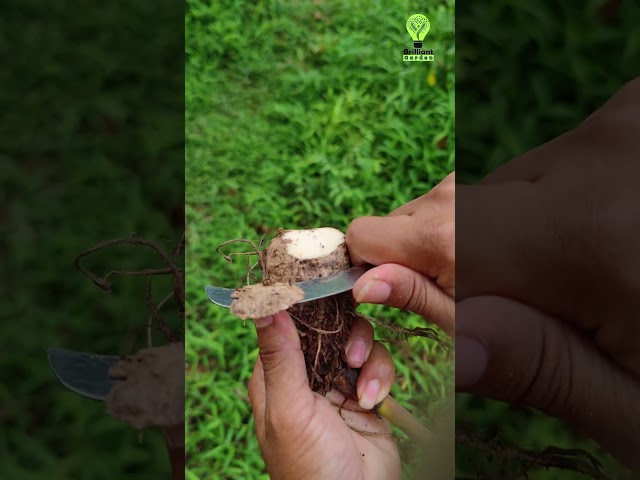 Super Sharp Tool Cuts Taro Like #agriculture #shorts