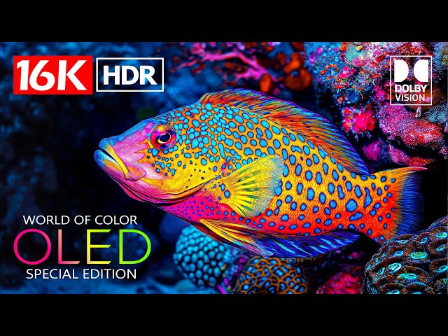 Dolby Atmos - World of Colors Dolby Vision HDR 16K Video ULTRA HD