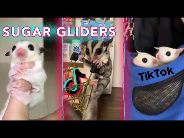 Sugar Glider TikTok | 2022 Compilation