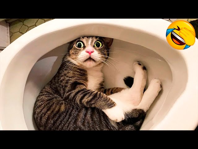 You Laugh You Lose 😹 Funniest Cats and Dogs 2025😂 Part 2