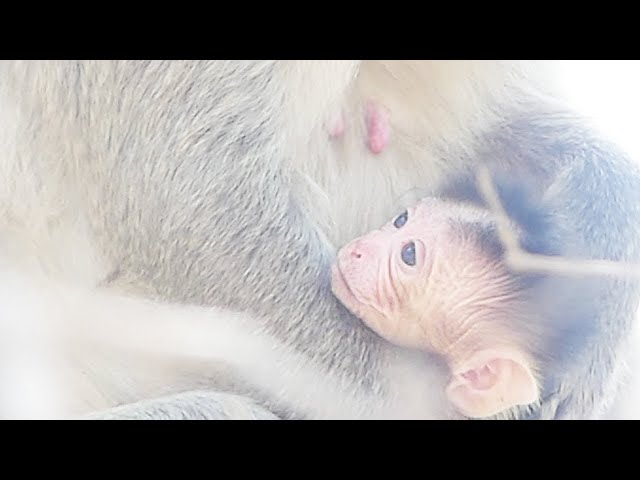 Adorable newborn baby feels inside chest of mother, Mother escaping baby from human