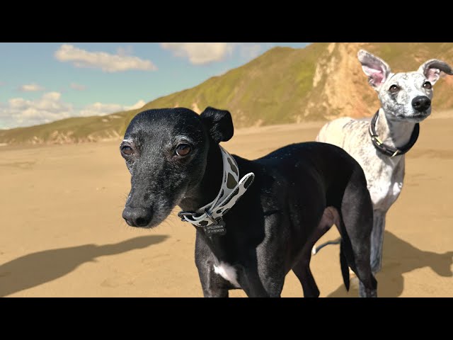 Taking two whippets to the beach | Whitsand Bay Cornwall