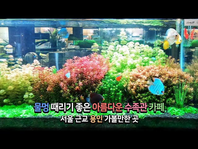 A good place to visit in Yongin near Seoul, a good aquarium cafe