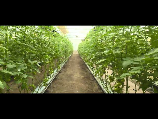 tomato 🍅 2025 Bahrain#farming#garden #tomatofarming #gardening #arabic