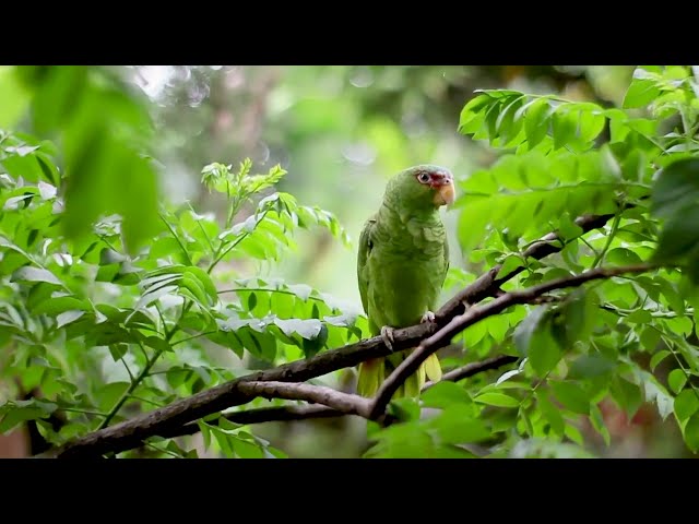 Parrot 2 || No Copyright Claims 4k video clips for YouTube - 100% Free