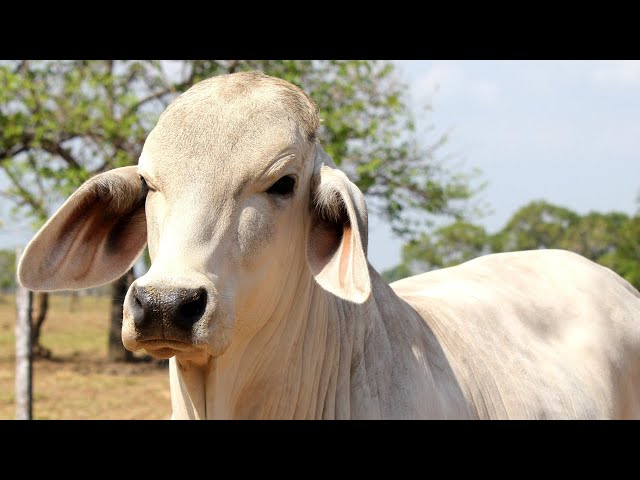 REAL COW VIDEOS REAL COW SOUNDS | Cow Video